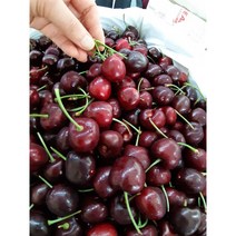 (과일천국1번지) 달콤한 생 체리, 1kg