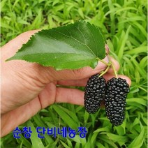 2023년 햇오디 10kg