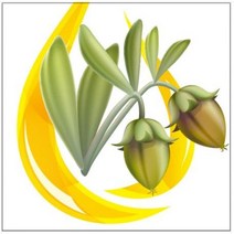 호호바오일 50ml (100% 비정제/냉압착)