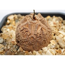 구갑룡 -랜덤 0804 아프리카식물 다육식물 미니식물 소형식물 키우기좋은식물 키우기쉬운식물 코노피튬 귀여운식물 리톱스 희귀한식물 테라리움 다육이DIY 에이플랜트, 1개