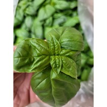 야채왕 향긋한 생바질 스위트바질 생잎 Basil 바실 100그램 500그램, 바실 500g