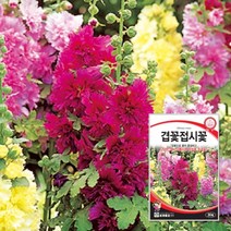 겹꽃접시꽃 씨앗 30립