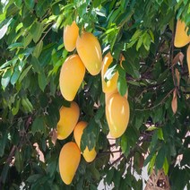 고씨네 특급 냉동망고 1KG 골드망고 생망고세일 망고