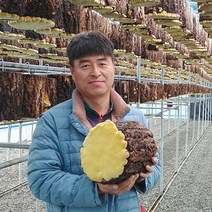 대가야 유기농 장수 상황버섯 분말 150g, 1개