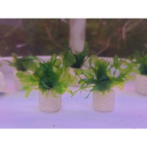 물미역모스 링활착 1개[체리새우/crs새우 놀이터] 애완관상용새우 은신처수초