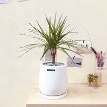 흰내 실내공기정화식물 드라세나 마지나타 럭키 테라조화분 소형 서울 경기지역만 배송가능, 1개