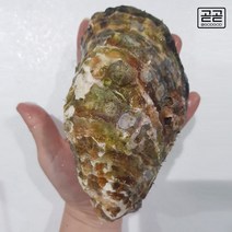 통영굴 제철 횟감용 생굴 삼배체굴 석화 각굴 하프셀 봉지굴 통영 직송, 삼배체굴(개체굴) 2kg