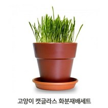 고양이풀 1P 화분세트 귀리씨앗 캣그라스 키우기, 본상품선택