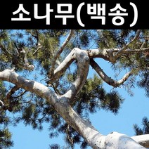 소나무(백송) 키60cm(분) 1개/나무 묘목/상록수/조경용