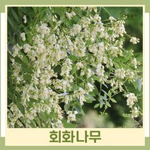 회화나무 묘목 실생2년생 뿌리묘 3개