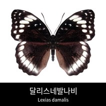 달리스네발나비표본 Lexias damalis