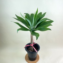 내뜰에 동일품발송 아가베 아테누아타 여우꼬리용설란 Agave Agave Attenuata