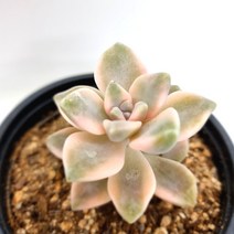 살구미인금 물이들면 예쁜 다육식물0413 랜덤, 단품, 1개