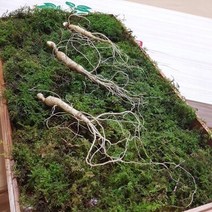 [왕의산삼] 산양삼 7년근 6+1뿌리, 1박스