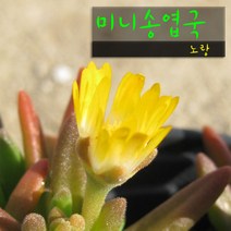 허브여울다육 미니송엽국 노랑 지름 9cm 소품화분, 3개