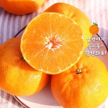레드향 레드향천혜향 제주도귤택배 홍귤 맛좋은 레드귤 3kg 5kg, 1box, 레드향 3k  9-11과