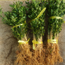 (G소망)탱자나무 묘목 실생2년생(40-50센치) 10그루