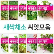마이플랜트 새싹 채소 씨앗 21종 모음 베란다 텃밭, 종류:베이비채소 적오크