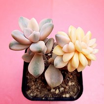 살구미인금 예쁜 다육 식물 랜덤1꺽1-45, 상세페이지 참조