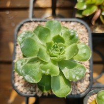 다육이 돌기롱기시마36