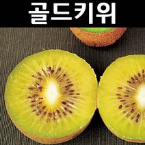 골드키위 나무 묘목 키1.5m(분) 1개/유실수/과수