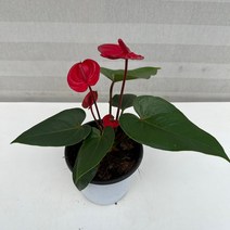 [다은꽃농원]안시리움(이쁜이) 안수리움 키우기쉬운 실내공기정화식물 유해물질 제거 인테리어