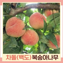 백도 복숭아나무 묘목 차돌복숭아 차돌백도 결실주(분묘) 1개