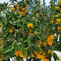 제주도귤택배 제주 타이벡감귤 2S 소과 5kg