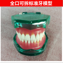 잇몸 구조 교보재 강의용 임플란트 치아모형 치위생 양치 고급형 덴티폼 과학실 수업 설명용, HST-A15 완전 탈부착 표준 모델