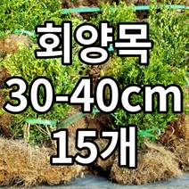 회양목 철쭉마켓 묘목 꽃 나무 정원 마당 조경수 정원수 울타리 전원주택 아파트 학교 울타리 키우기 기르기 농원 조경 꽃나무 울타리 수목 도장나무 경계목 경계수 꾸미기, 회양목15개묶음(무료배송가격)