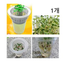 씨앗발아 무순 새싹기르기 엄마표과학 뿌리변화 생태계 방과후 성장과정 식물재배, 1인용