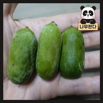 (나무판다) 왕다래 나무 묘목 용성2호 5치포트, 1개