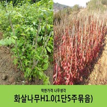 착한가격 나무생각 화살나무 묶음모음, 화살나무H1.0(1m)5주묶음