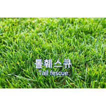 양잔디 씨앗 톨훼스큐 10kg 약150평 법면녹화 경사면녹화씨앗 잔디씨
