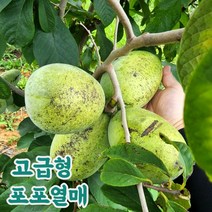 산지직송 국산 태안 생과 포포열매, 1박스, 3kg(대과12~15과)