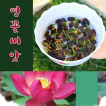 미니 연꽃 씨앗 연자육 홍련 백련 종자 꽃 수련 꽃씨 수배식물, 40개