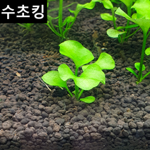 [수초킹] 미니 가가부타 초보수초 키우기 쉬운 수초 구피수초 구피 새우 음성 활착, (특가) 2촉