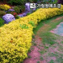 황금실화백 상록수 정원수 조경수 가림원예조경, 4치포트 (2개세트)