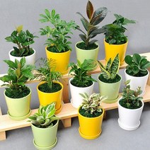 [행복한세상]공기정화식물 원형칼라화분, 상세설명 참조, 원형컬러화분-천냥금