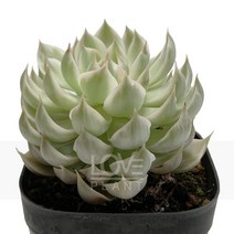 마가렛금-에케베리아/로제트/잎면무늬/반려식물, 1개