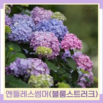 수국나무 묘목 정원수국 엔들레스썸머 블룸스트러크 10치화분 1개