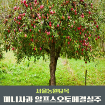 서울농원묘목/미니사과나무 알프스오토메 결실주 3년생 R2~3점분묘, 1개