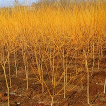 착한가격 나무생각 황금회화 성목R4~5 (개화주) (H1.7~1.8m), 주