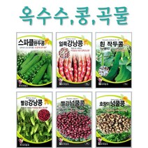 주주씨앗 콩 곡물 옥수수씨앗 16종 / 강낭콩 / 퀴노아 / 백태콩 / 서리태 / 찰옥수수 / 땅콩 / 작두콩 / 완두콩 / 씨앗 / 텃밭, 10. 드래곤빈 30립