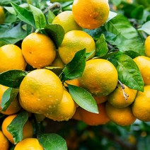 노지 새코미 감귤 10kg 대과 하우스감귤, 상세페이지 참조