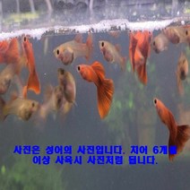 풀레드 글라스벨리 구피 치어 10마리