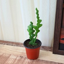 실내공기정화식물 생선뼈 선인장 피쉬본 다육식물 포트 8호, 1개