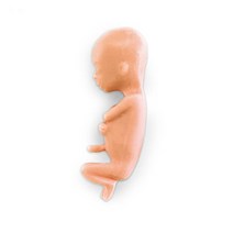 미국/태아모형 00828/13주 태아모형/실물크기/액170g