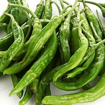 청량고추500g 꽈리 모닝 오이맛고추, 꽈리고추, 500g