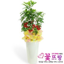 만냥금 공기정화식물 관엽식물 전국꽃배달서비스 개업화분/축하선물, 1개